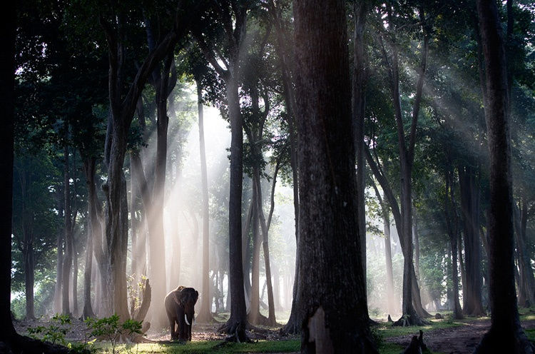 Steve Bloom, Elephant In The Forest, Study 1, Andaman Islands, India