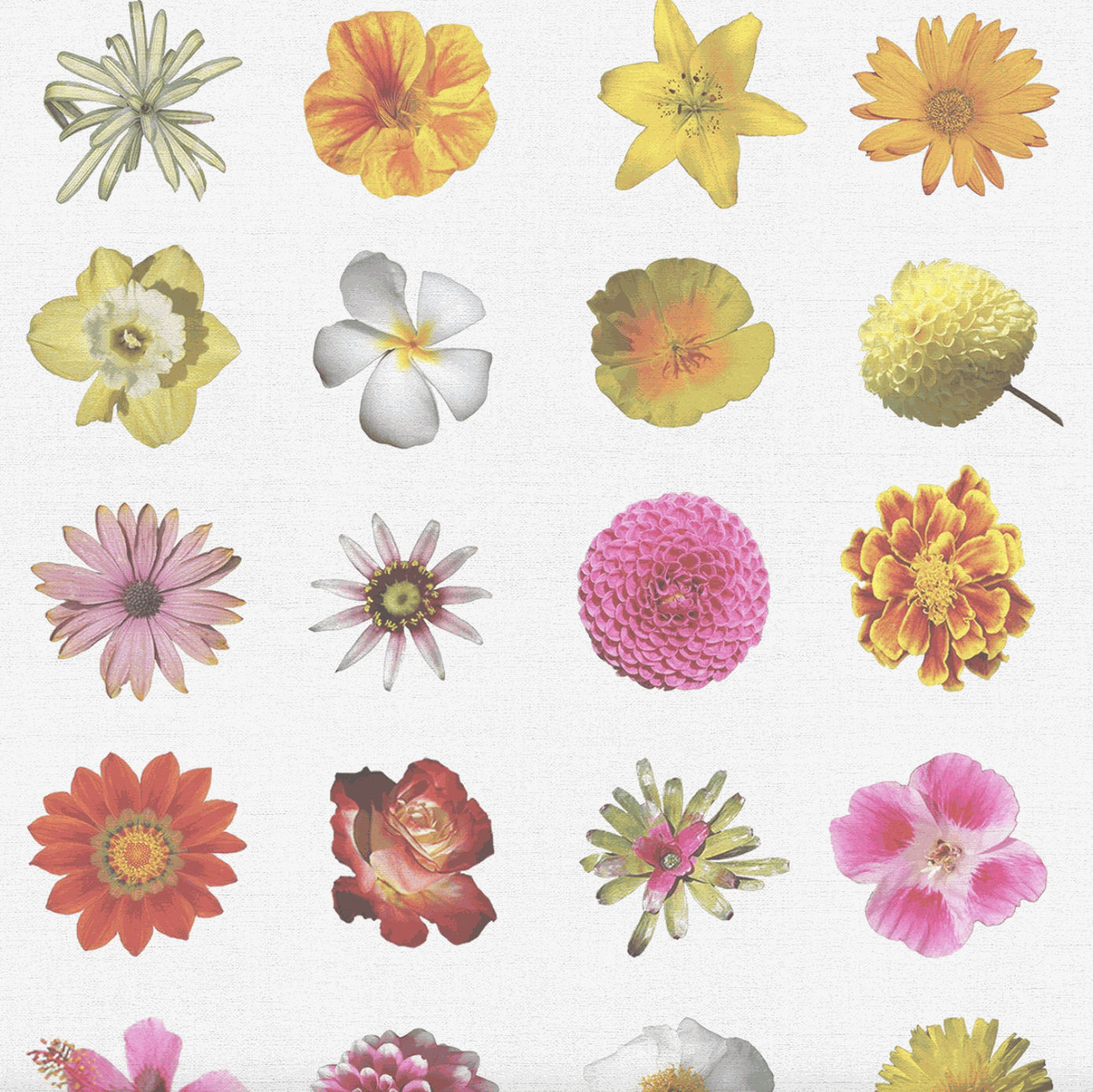 Carlos Betancourt, BETANCOURT Wallpaper and Murals series for CASAMONTE, Flowers and Flowers series, 2025