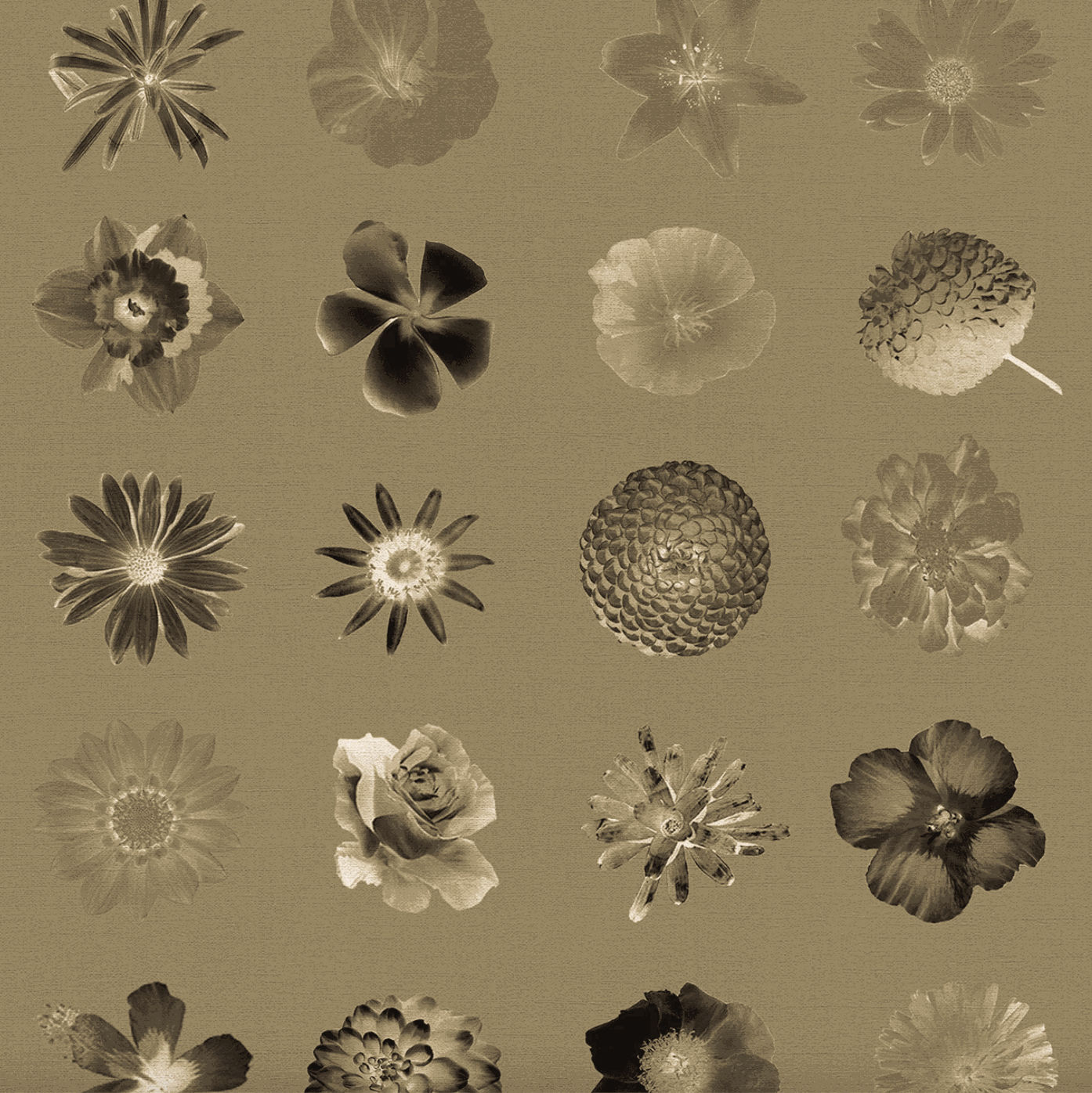 Carlos Betancourt, BETANCOURT Wallpaper and Murals series for CASAMONTE, Flowers and Flowers series, 2025