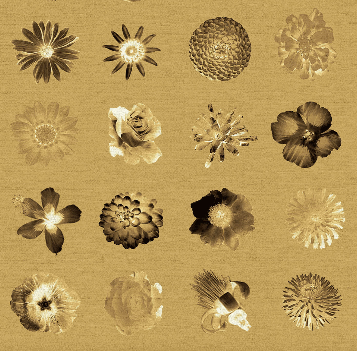 Carlos Betancourt, BETANCOURT Wallpaper and Murals series for CASAMONTE, Flowers and Flowers series, 2025