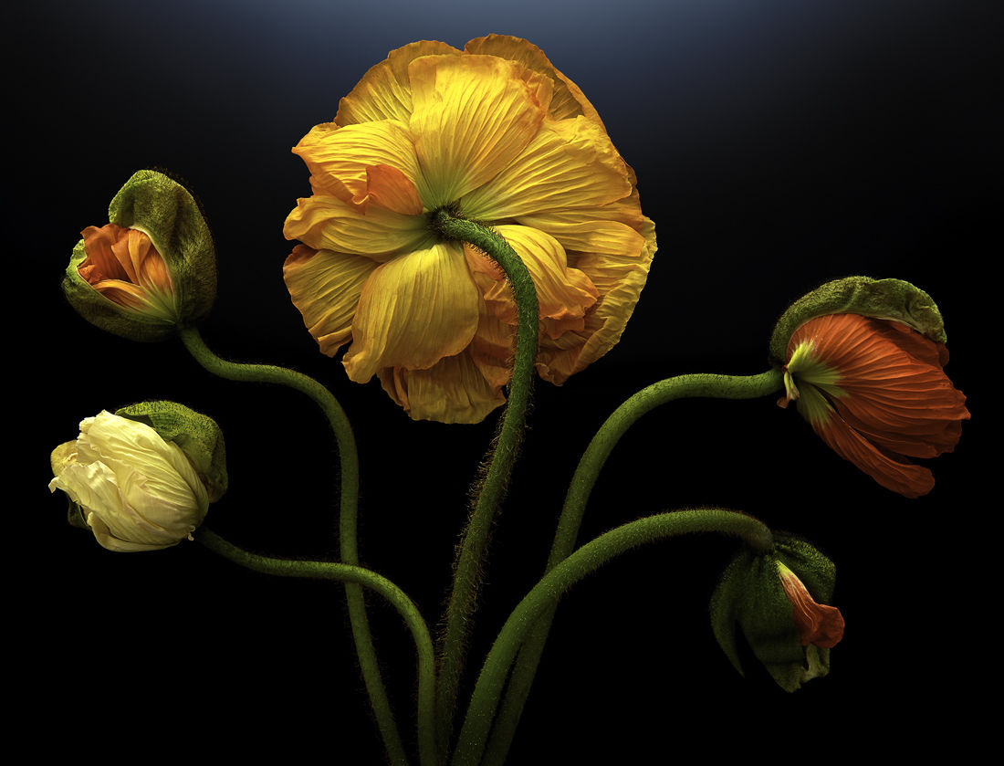 Parish Kohanim , Poppies, 2024 - 2025