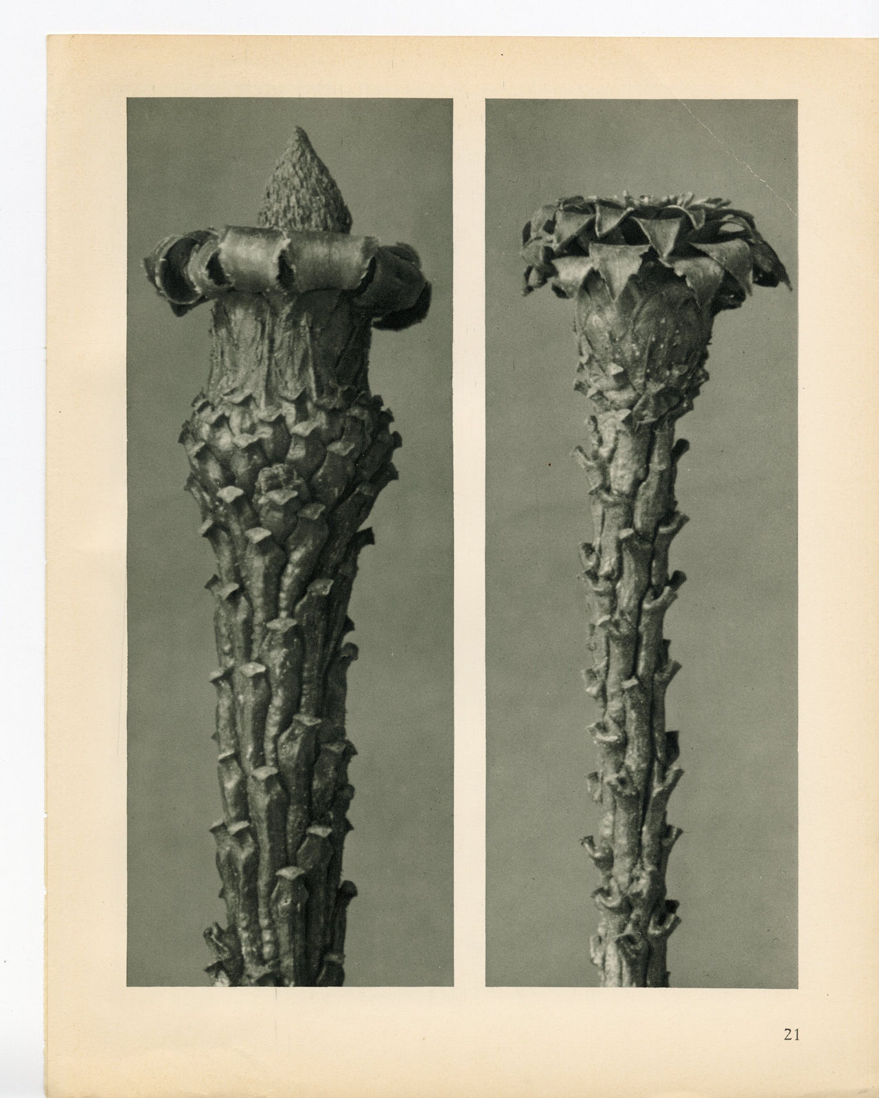 Karl Blossfeldt, Plate 21, 1928