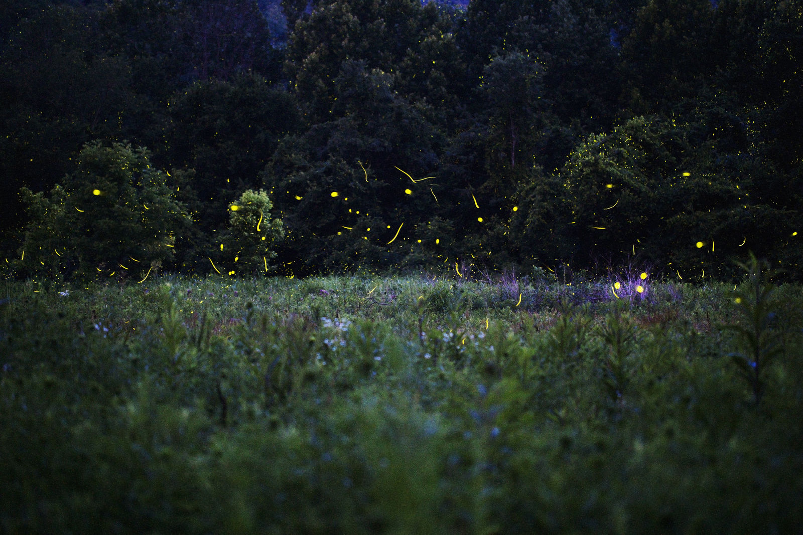 Samuel James, Photinus pyralis and Photuris fireflies at dusk, Appalachian Ohio, 2019