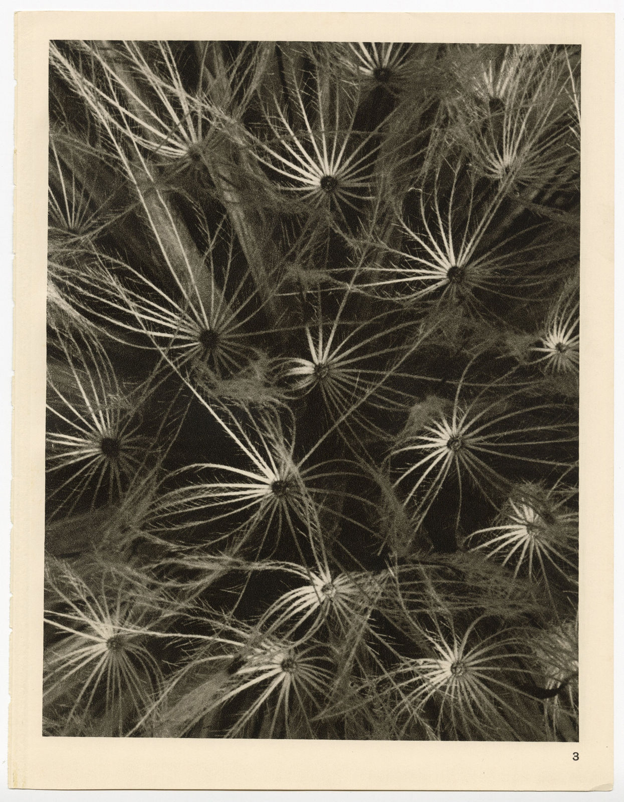 Karl Blossfeldt, Plate 3, 1932