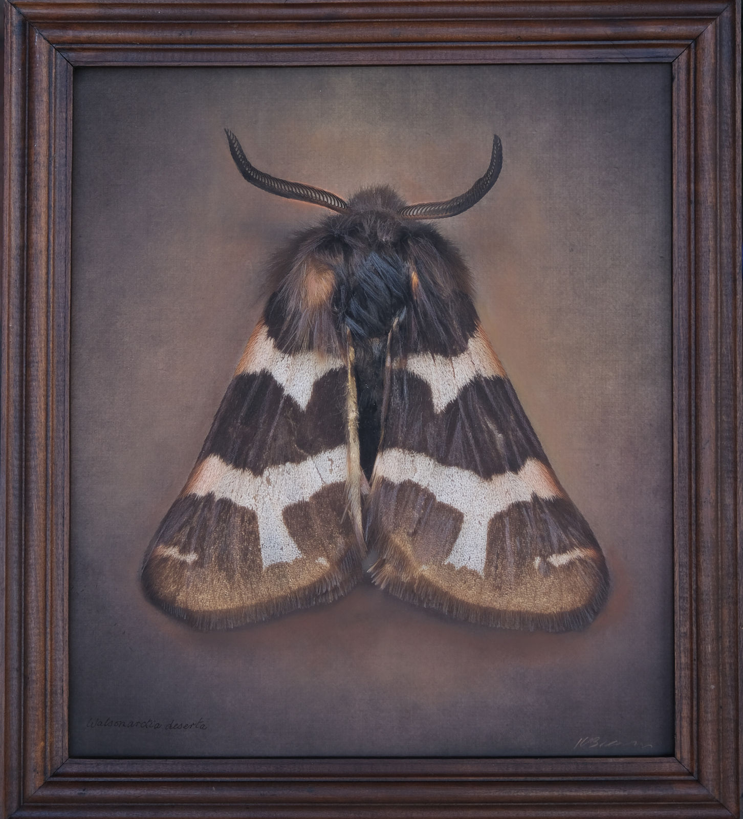 Kate Breakey, Watsonarctia deserta, n.d.