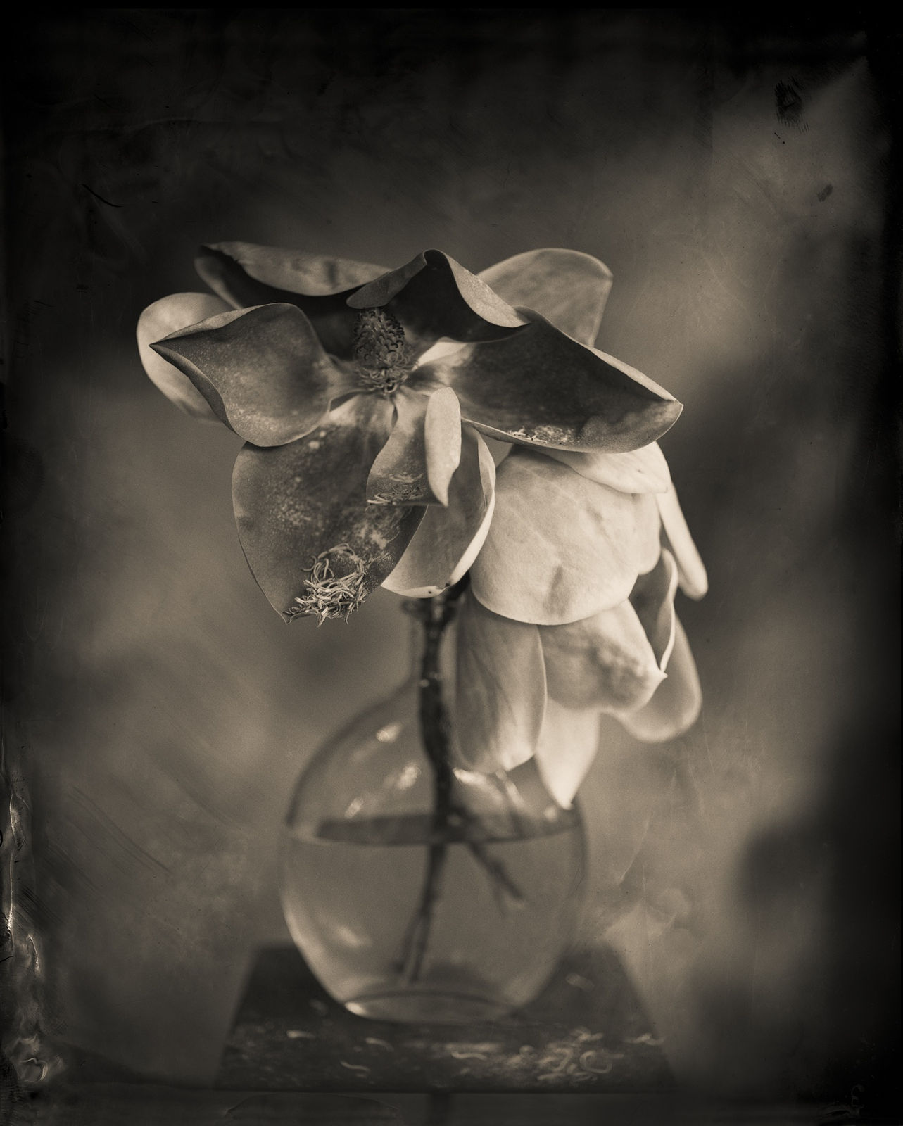 Keith Carter, Magnolia, 2014