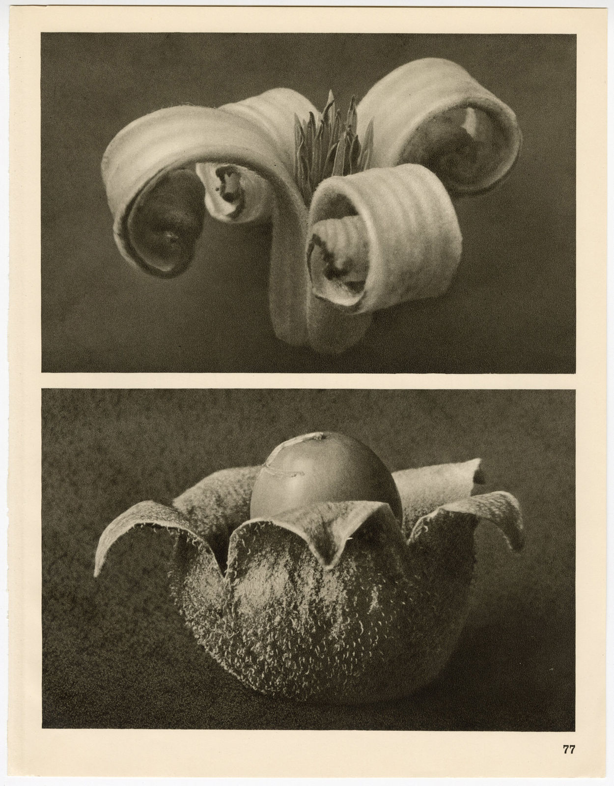 Karl Blossfeldt, Plate 77, 1928