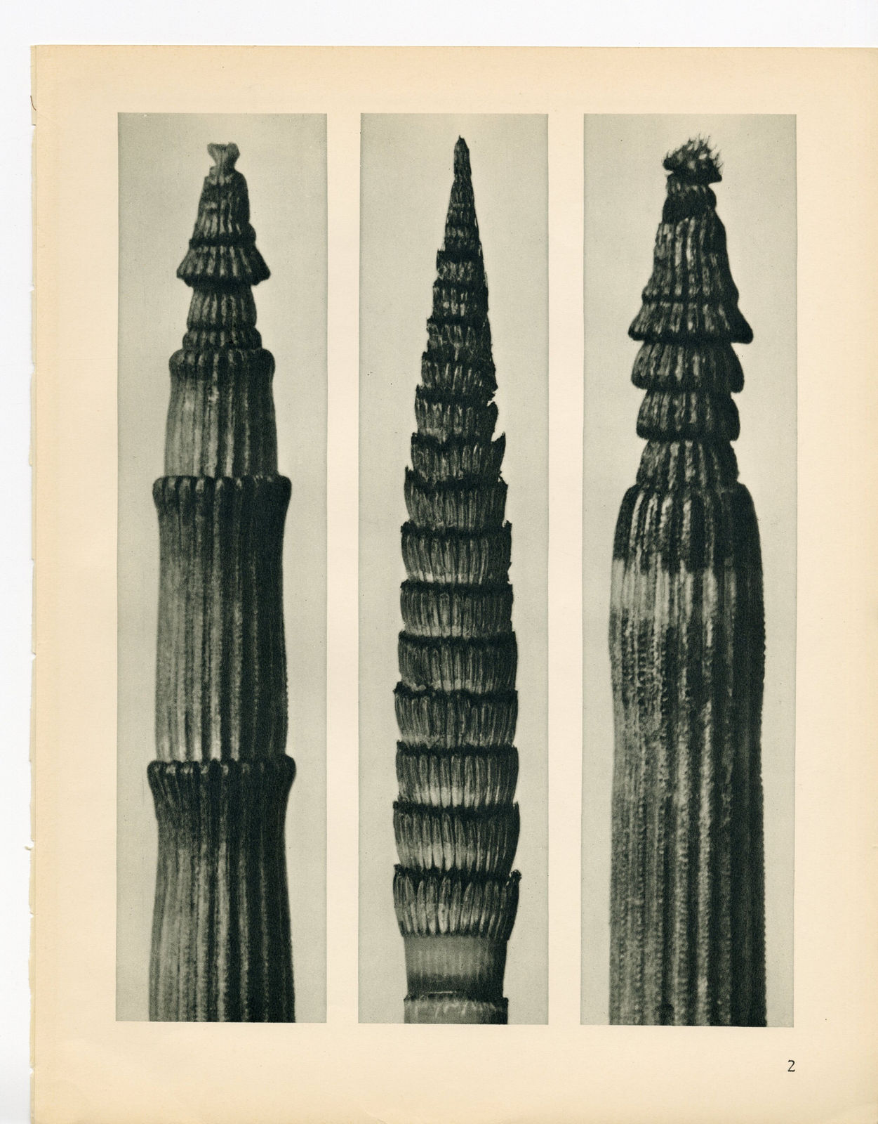 Karl Blossfeldt, Plate 2, 1932