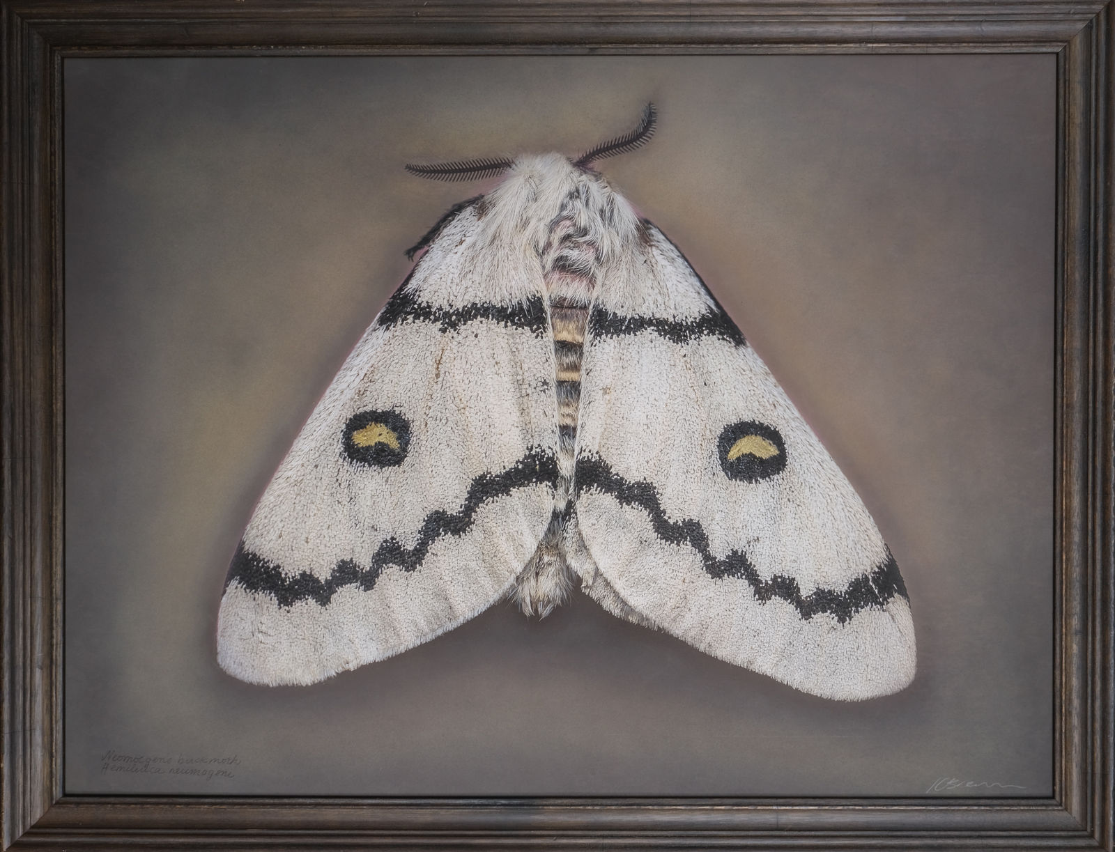 Kate Breakey, Neumoegen’s buckmoth Hemileuca neumoegeni, n.d.