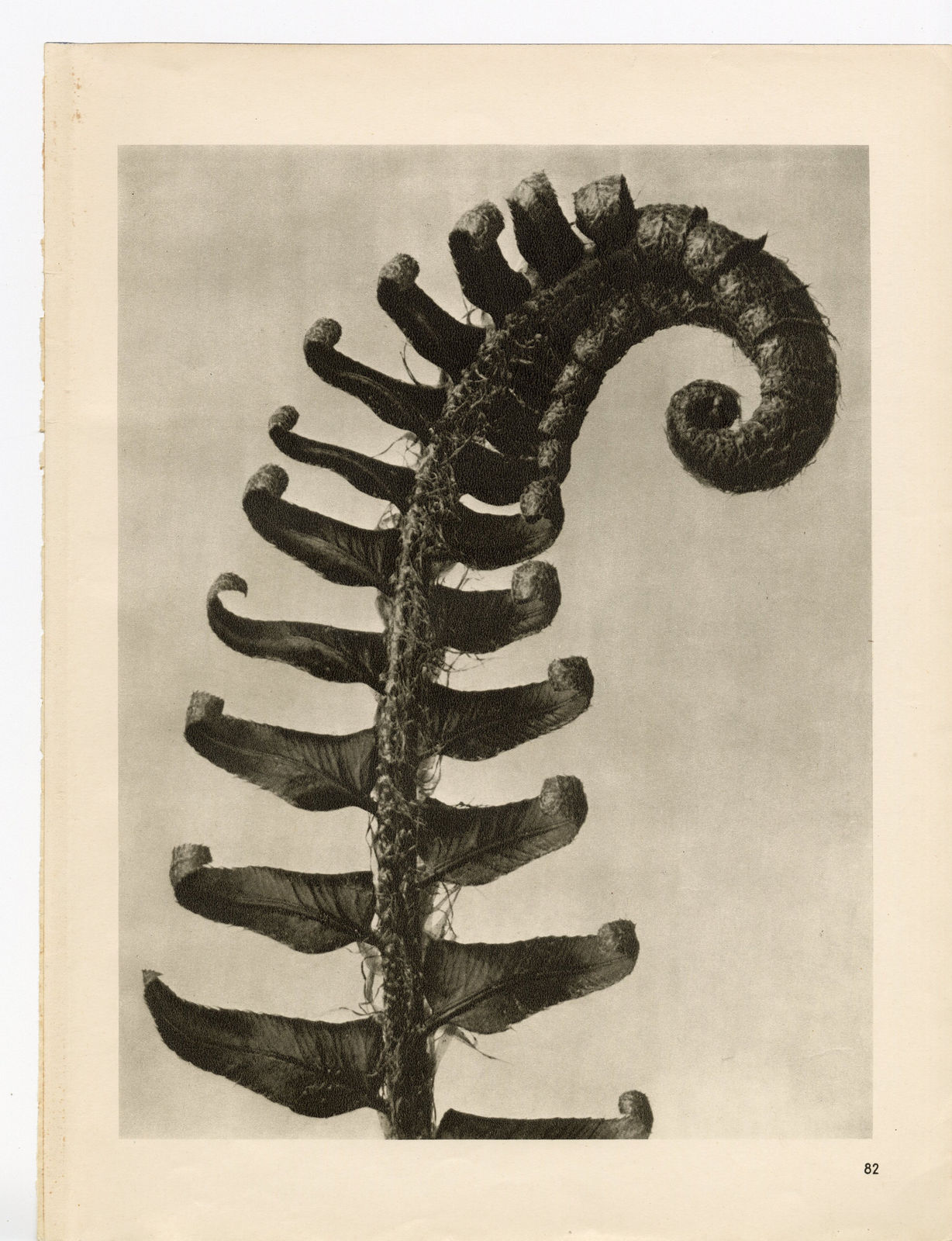 Karl Blossfeldt, Plate 82, 1932