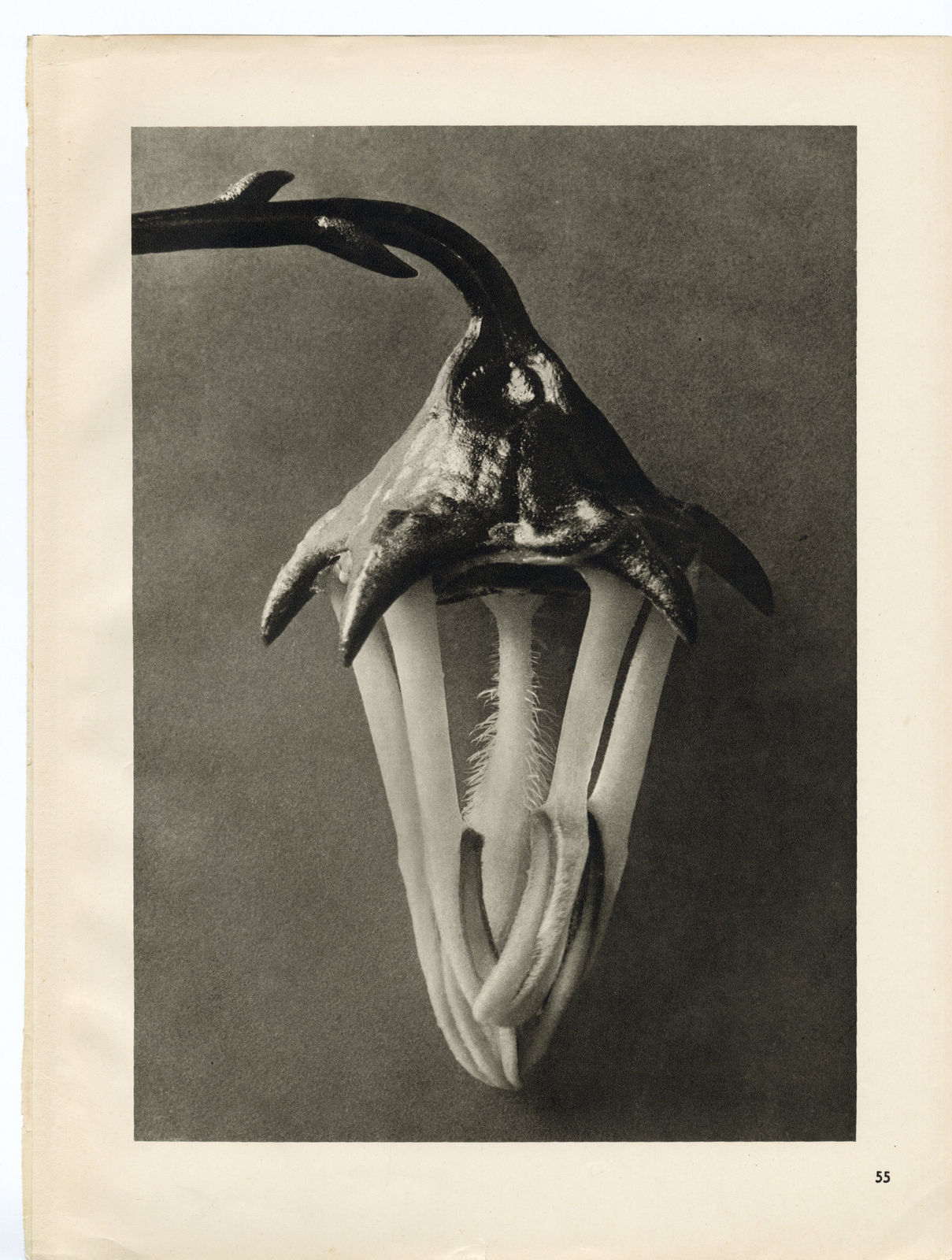 Karl Blossfeldt, Plate 90, 1932
