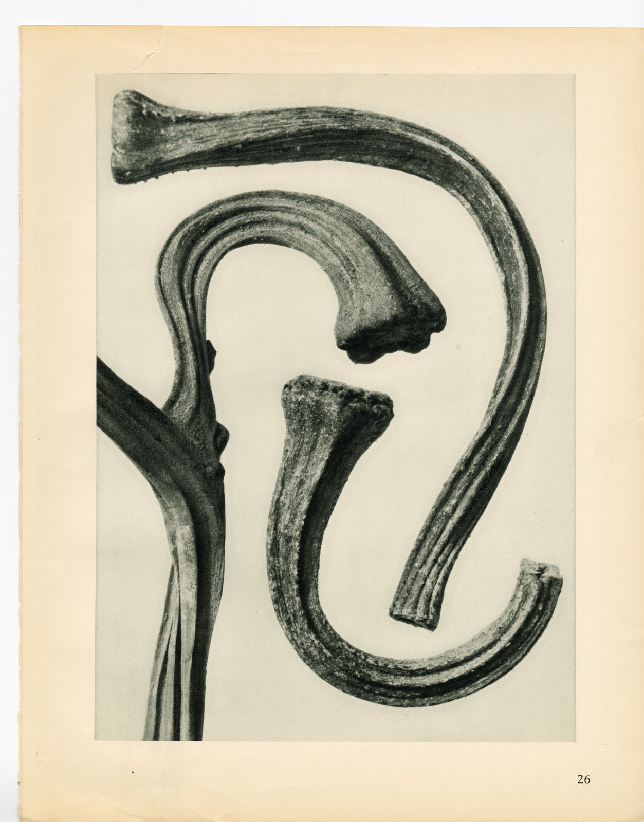 Karl Blossfeldt, Plate 26, 1932
