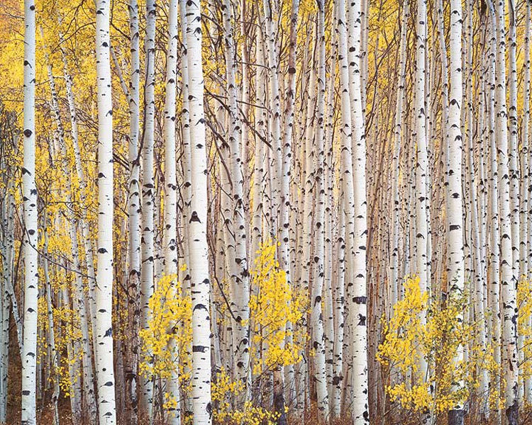 Christopher Burkett, Aspen Grove, Colorado, 1993