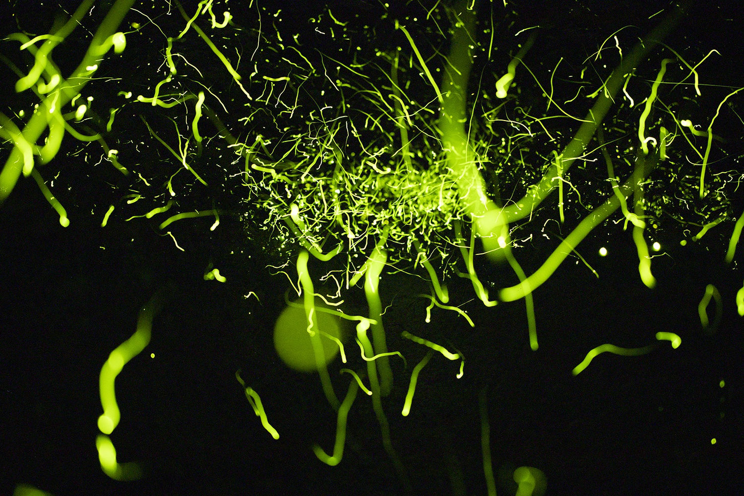 Samuel James, Photuris versicolor complex (No. 3), Appalachian Ohio, 2023