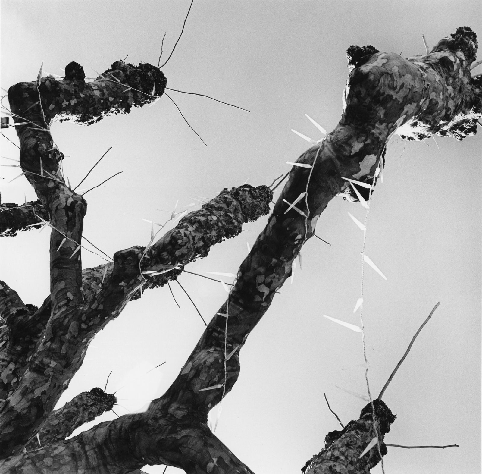 Graciela Iturbide, Sin título, Japón, 2013