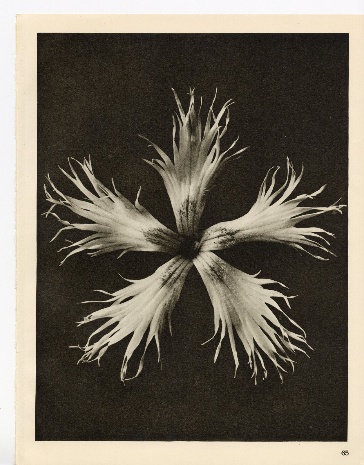 Karl Blossfeldt, Plate 65, 1932