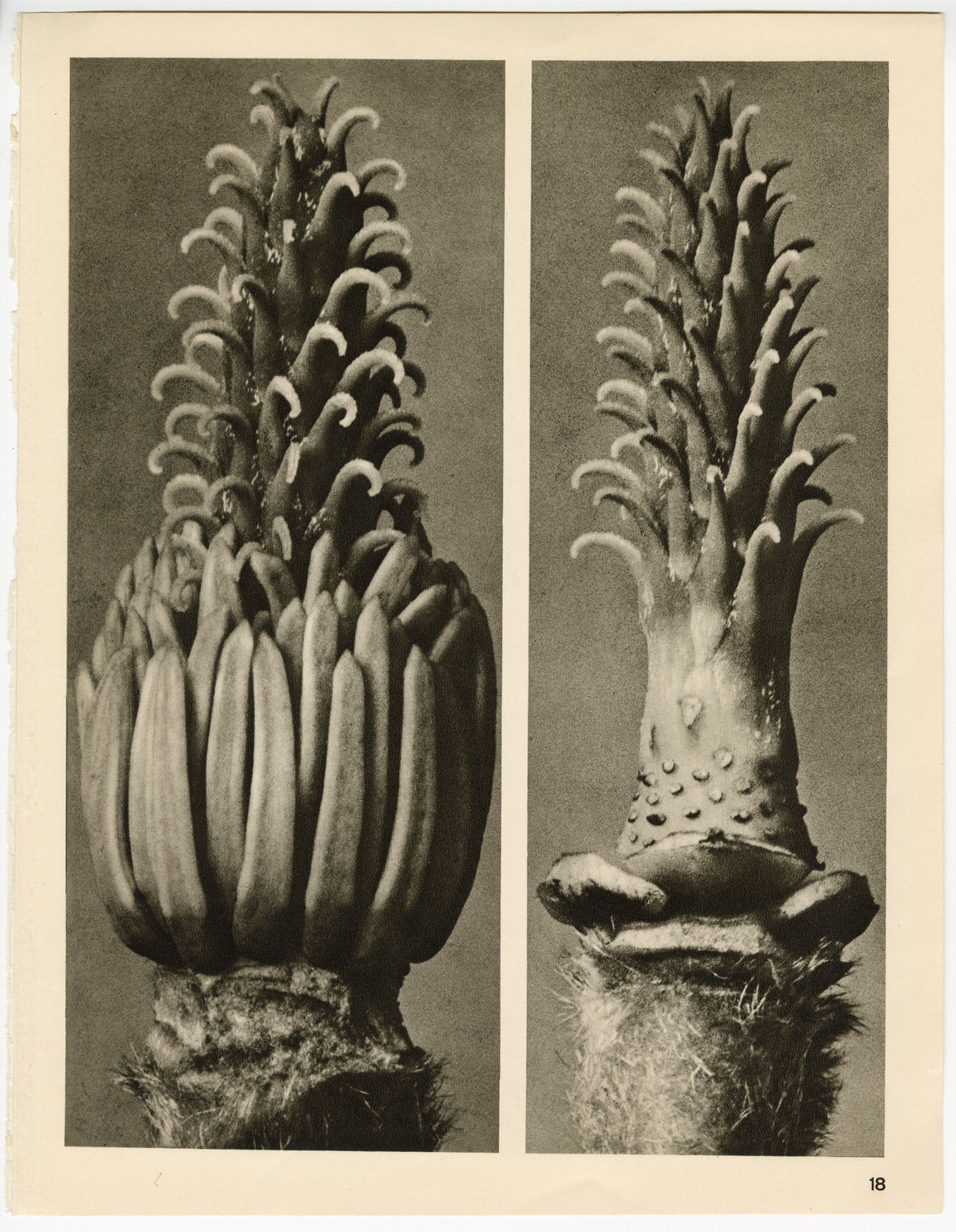 Karl Blossfeldt, Plate 18, 1932