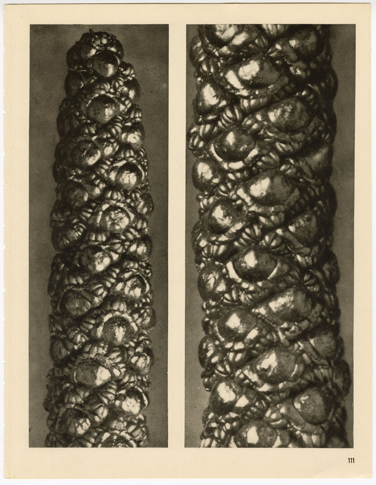 Karl Blossfeldt, Plate 111, 1928