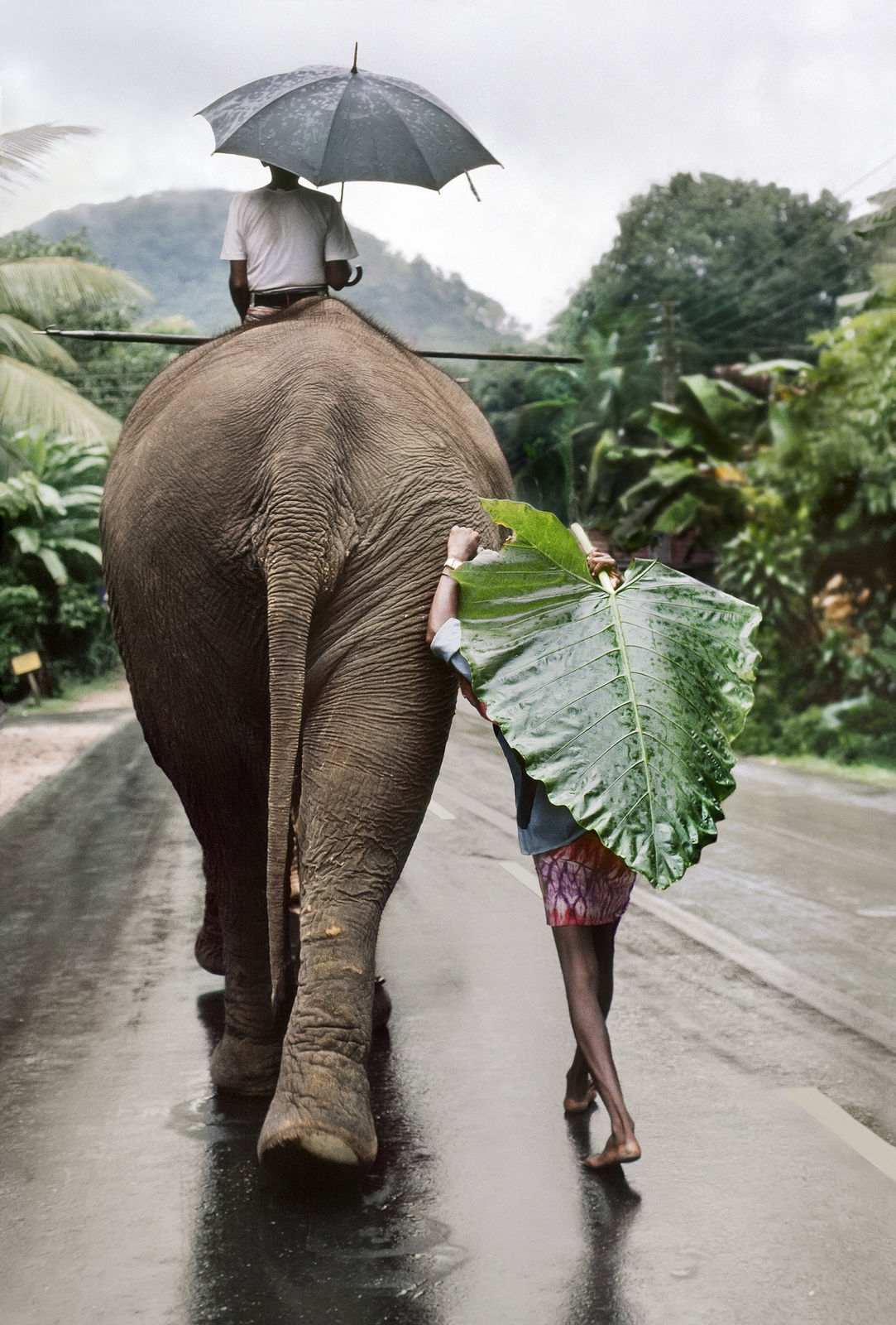 Steve McCurry, Young Man Walks Behind Elephant, Sri Lanka , 1995