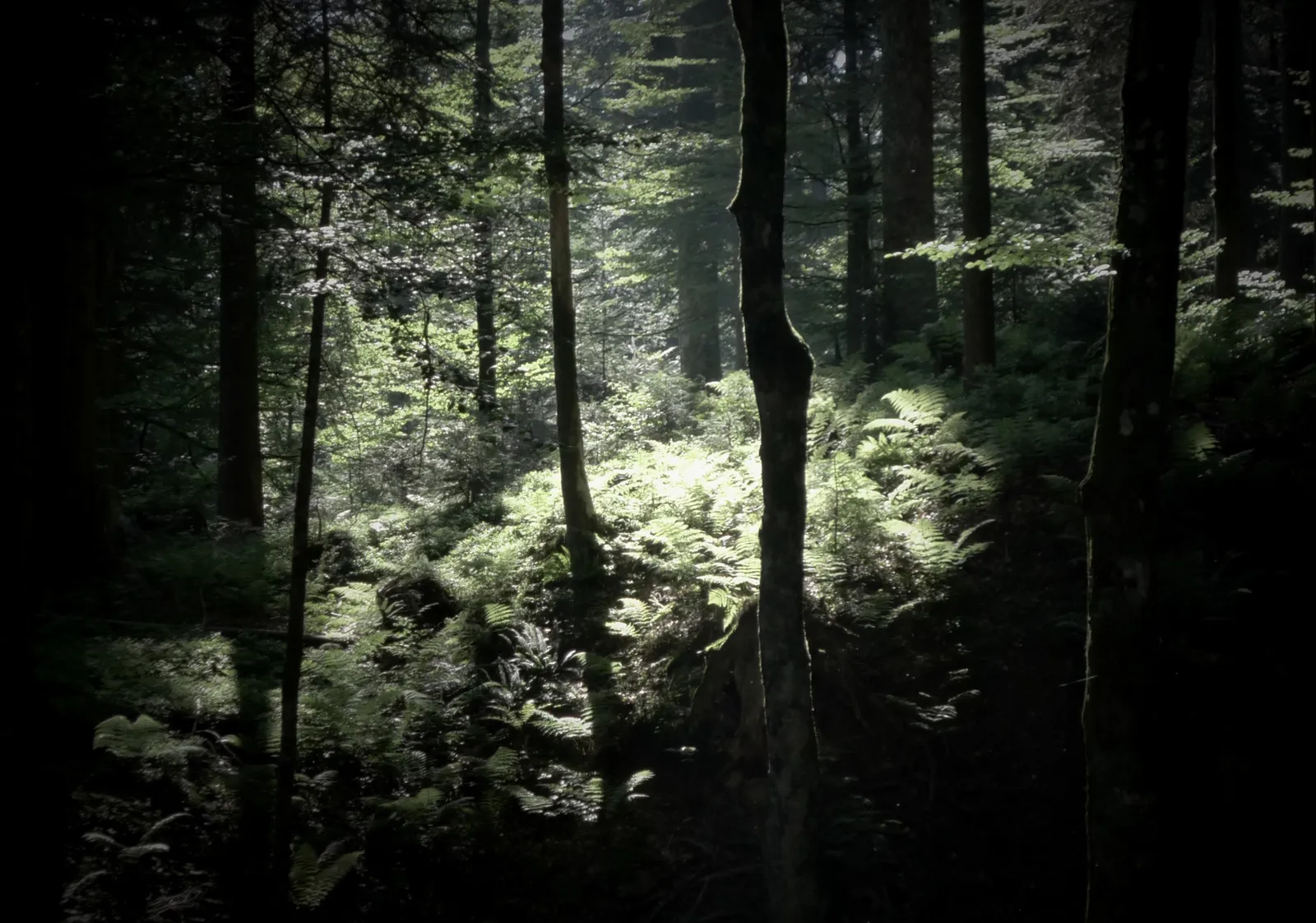 Fairytale Forest. Somewhere in Austria, 2015