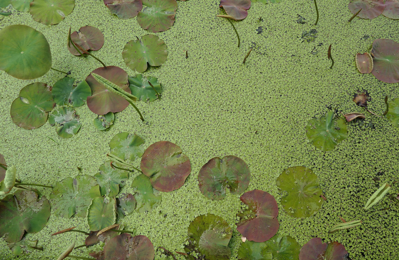 Green dots, Verbania, 2025, June, 2025