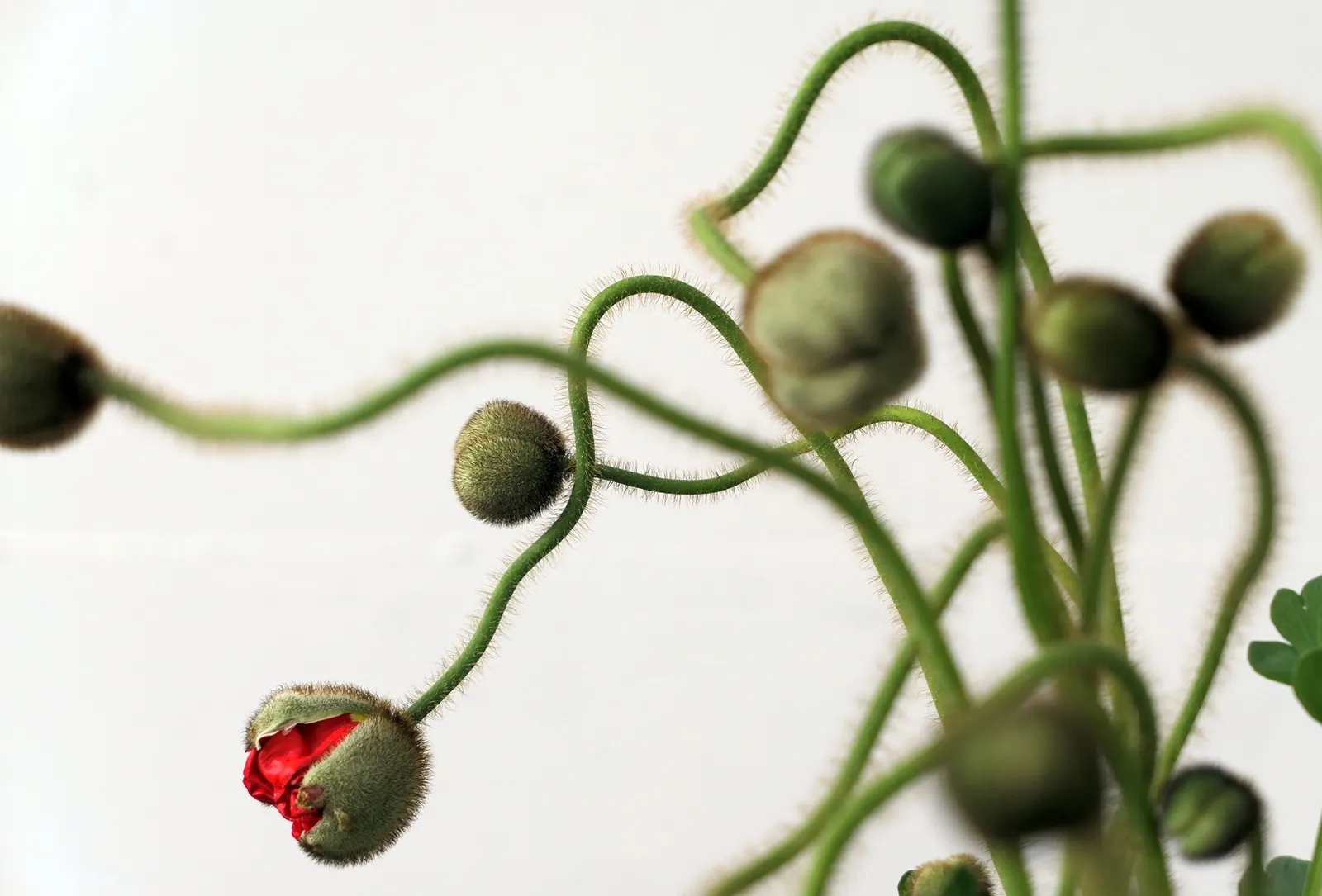 Little Shop of Horrors. Winterthur. May, 2020