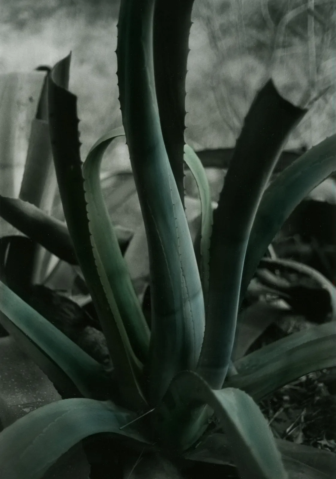 Agava colorata. Crete, 1982