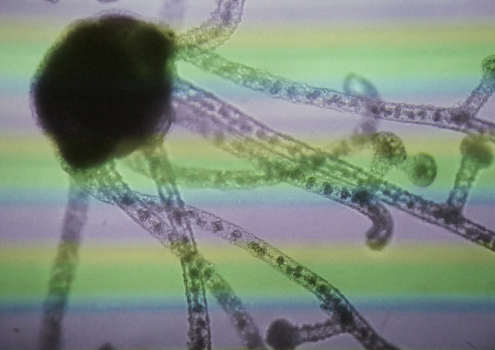 Mouches volantes, November 2022