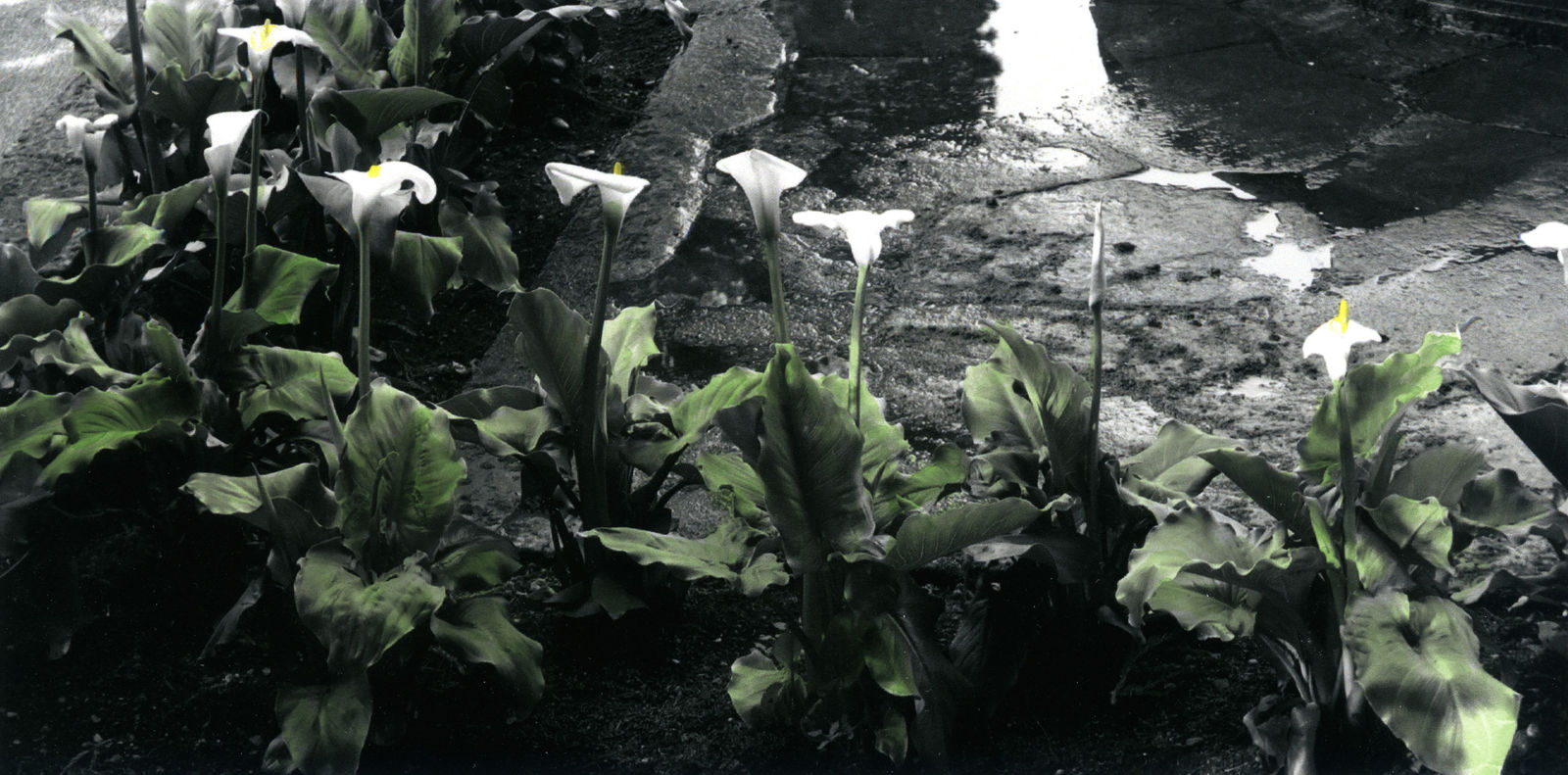 Callas, Villa Taranto, Verbania, September, 2024