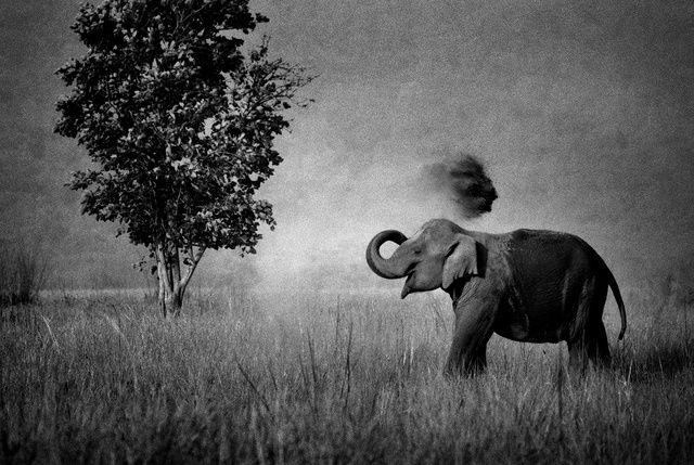 Akash Das, Uprooter girl, 2005