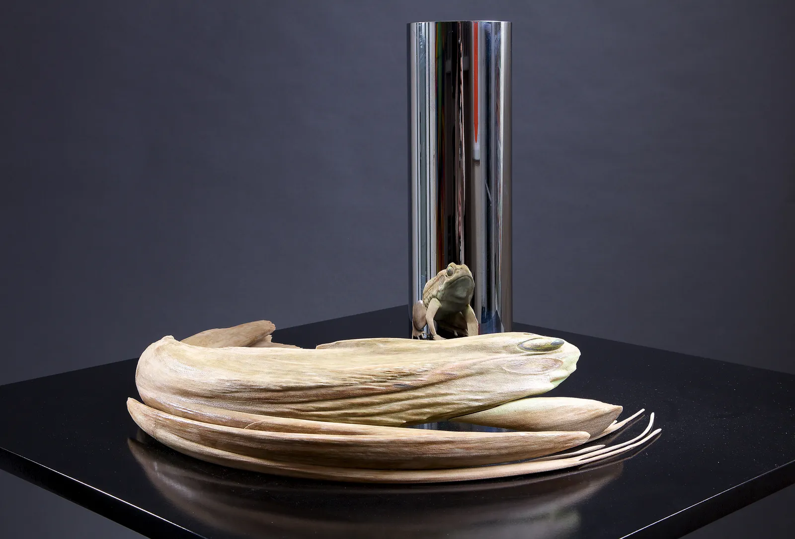 JONTY HURWITZ, KISS OF CHYTRID, 2017