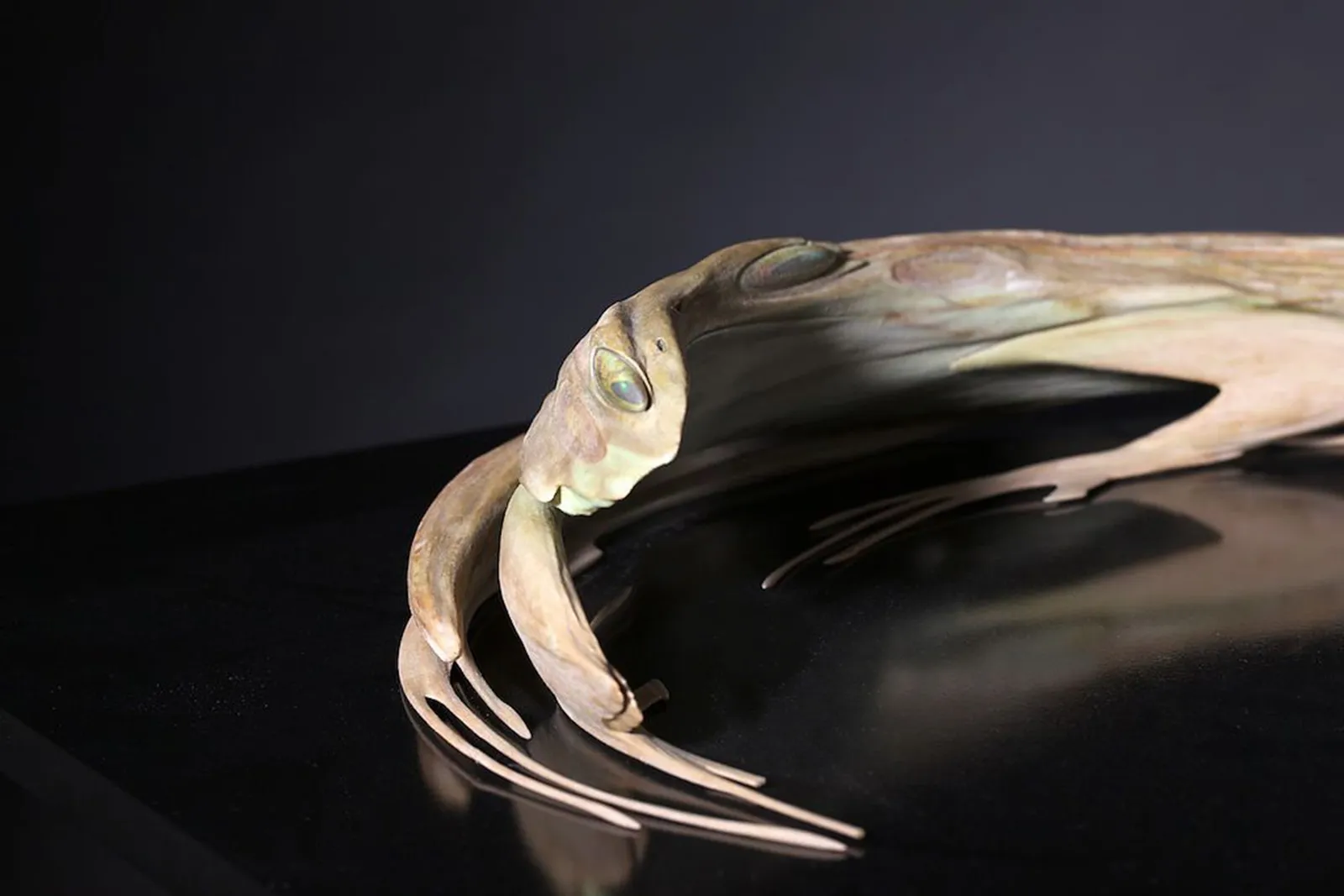 JONTY HURWITZ, KISS OF CHYTRID, 2017