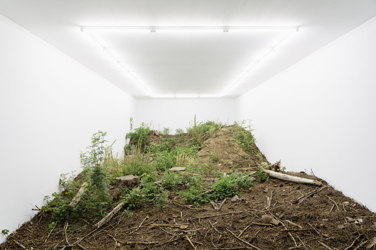 Isolation (Waldstück)_FabianKnecht_2022 &copy; Courtesy of the artist