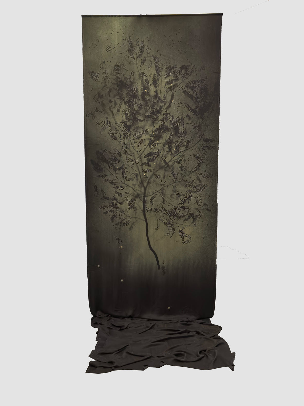 FULYA ÇETİN, Schinus Molle, 2025