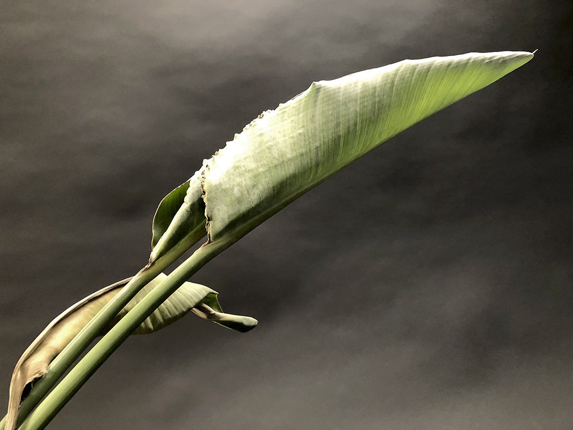 ANİ ÇELİK AREVYAN, Nature on Canvas #7, 2020