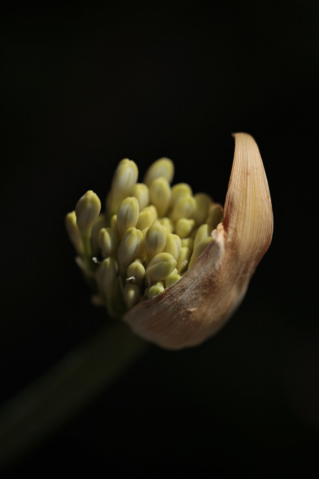 Nicolas Pittman, Untitled, 2013