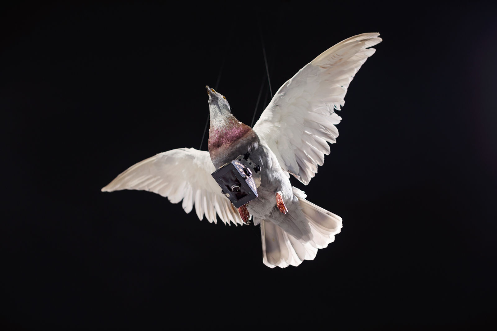 Martin Kollar, Provisional Arrangement No.16, 2016