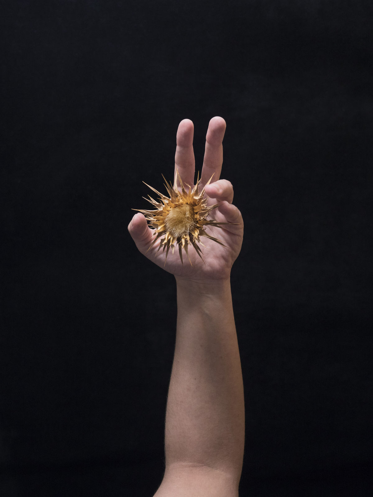 Lola Guerrera, Fé, 2024