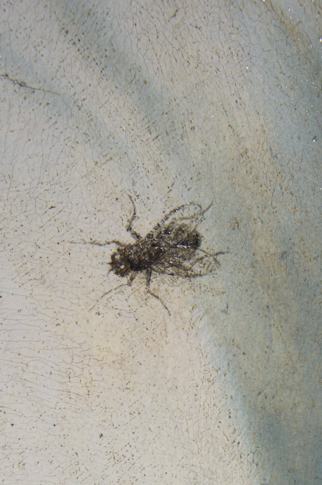 Luis de Morales (El Divino), Badajoz, 1510 - Alcántara?,1586, Virgin of the Hat