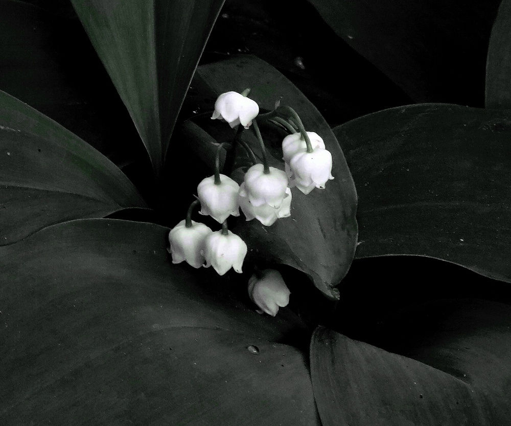 Peter-Cornell Richter, #022158  Mayflower, 1/3, 2020