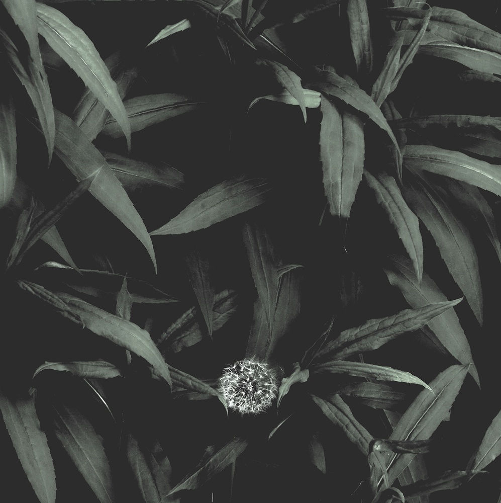 Peter-Cornell Richter, #022174  o.T. (Pusteblume), 1/3, 2017