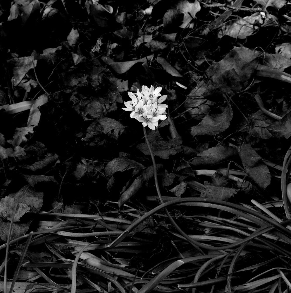 Peter-Cornell Richter, #022169  „Unknown Flower“, 1/3, 2020