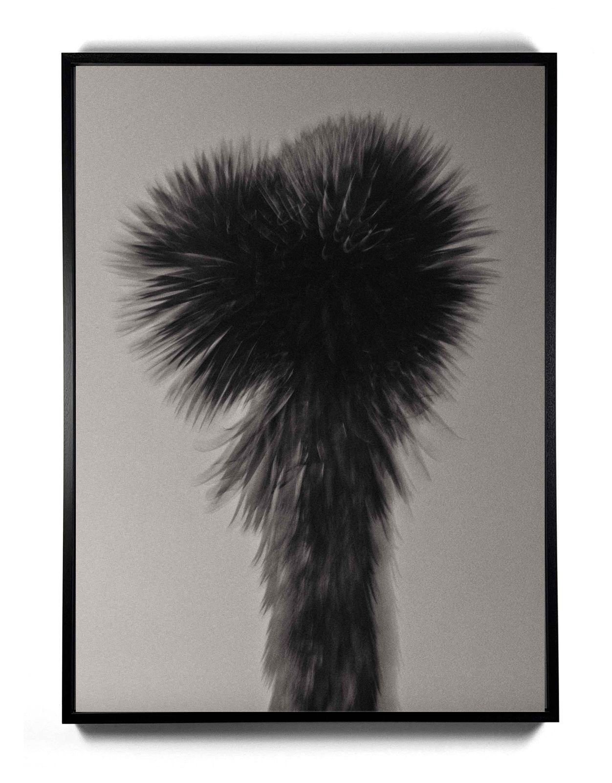 Cooper Seykens, Yucca Tree, 2025