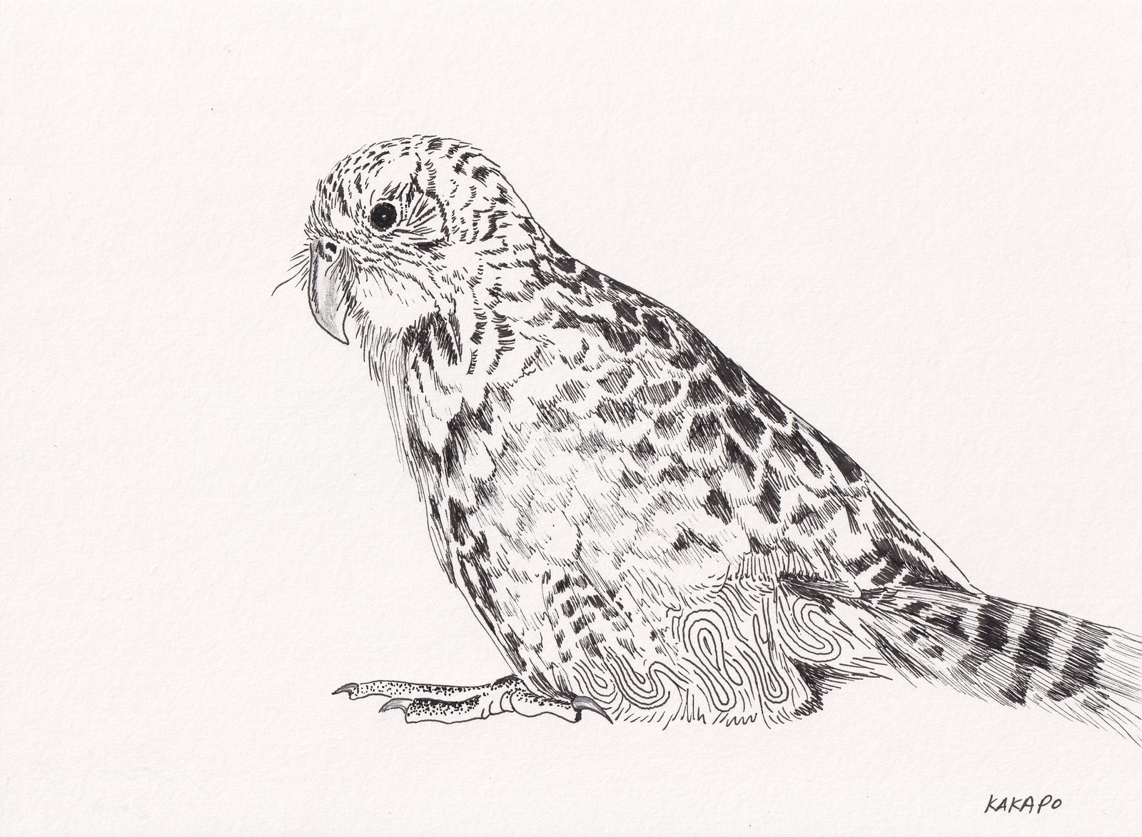 Andre Yi, Kakapo, 2019