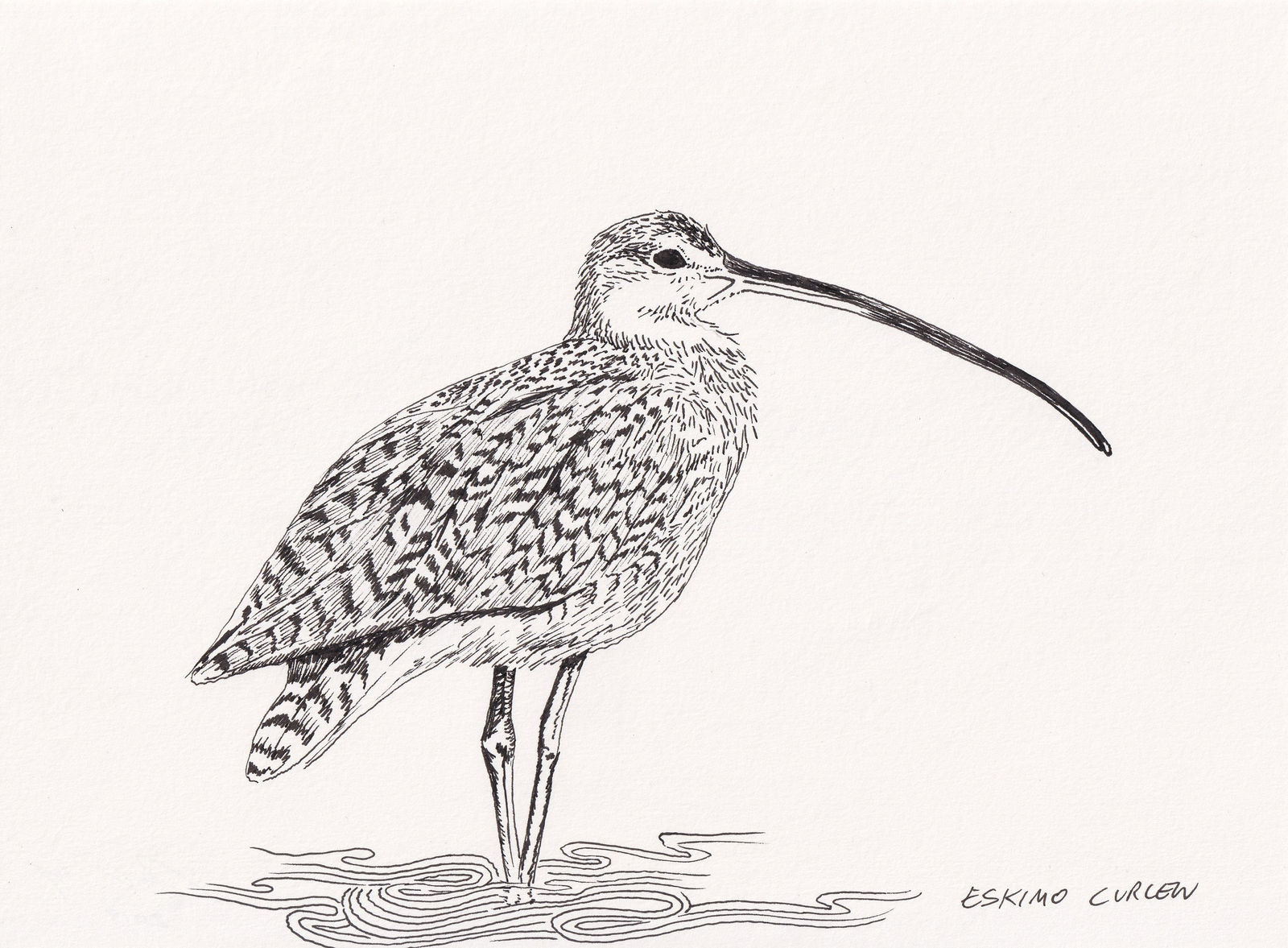 Andre Yi, Eskimo Curlew, 2019