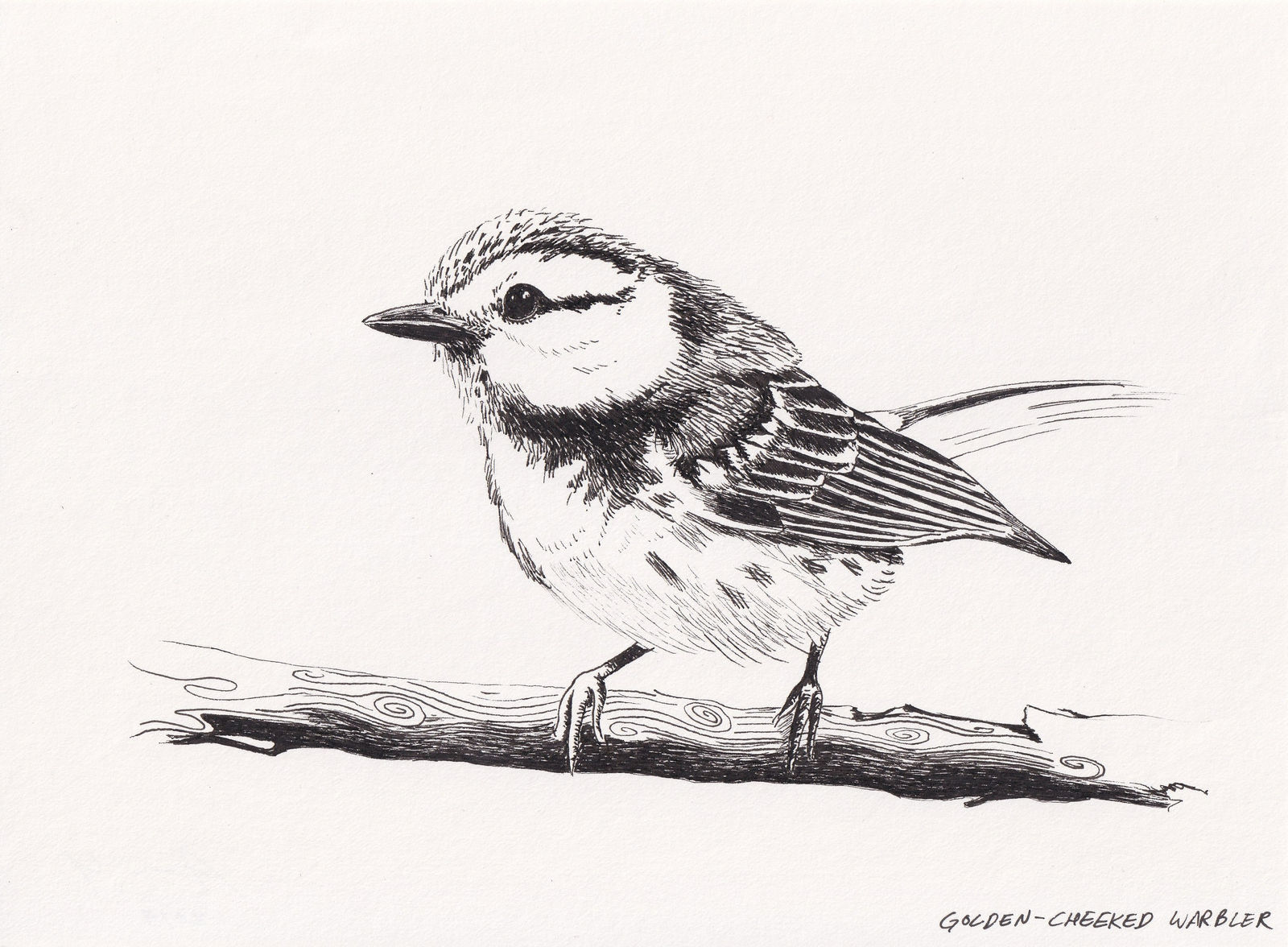 Andre Yi, Golden-Cheeked Warbler, 2019