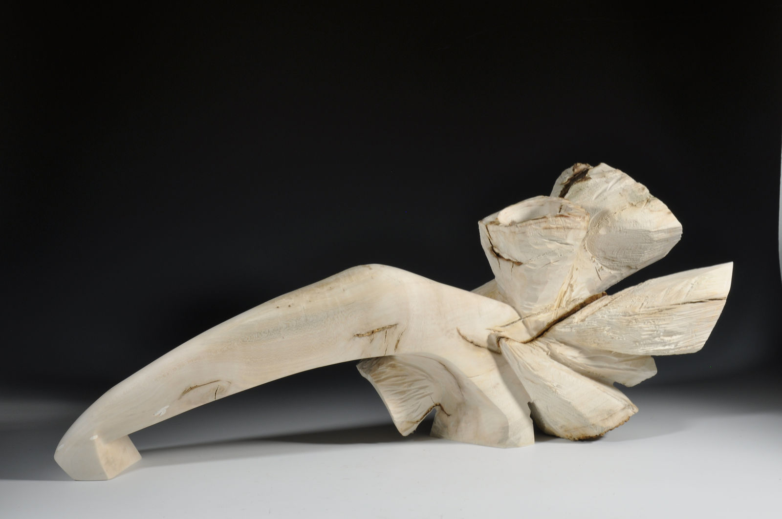 Sandra Sell, Colony Curl II, 2019