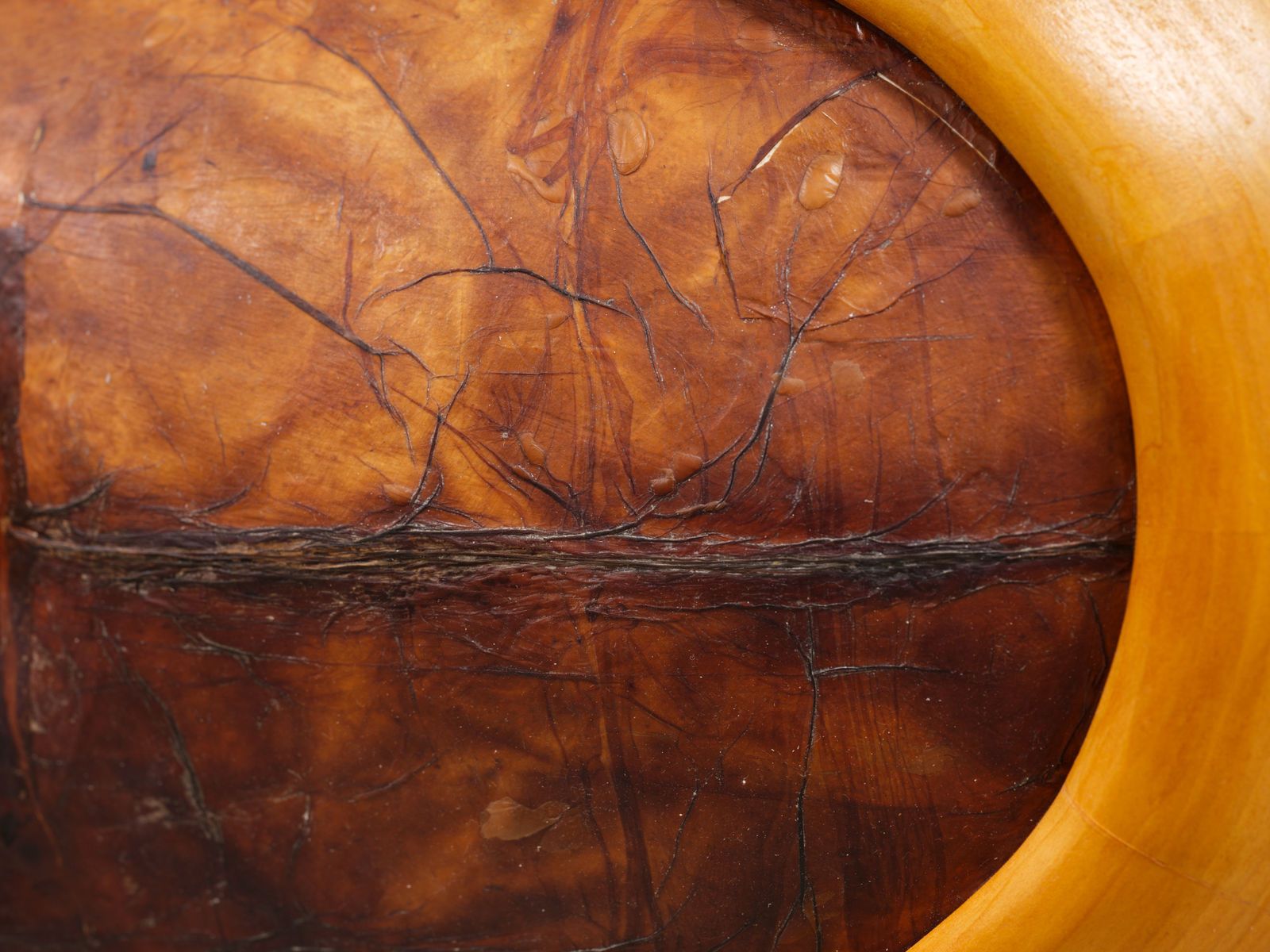 Shana Hoehn, Beetle, 2025