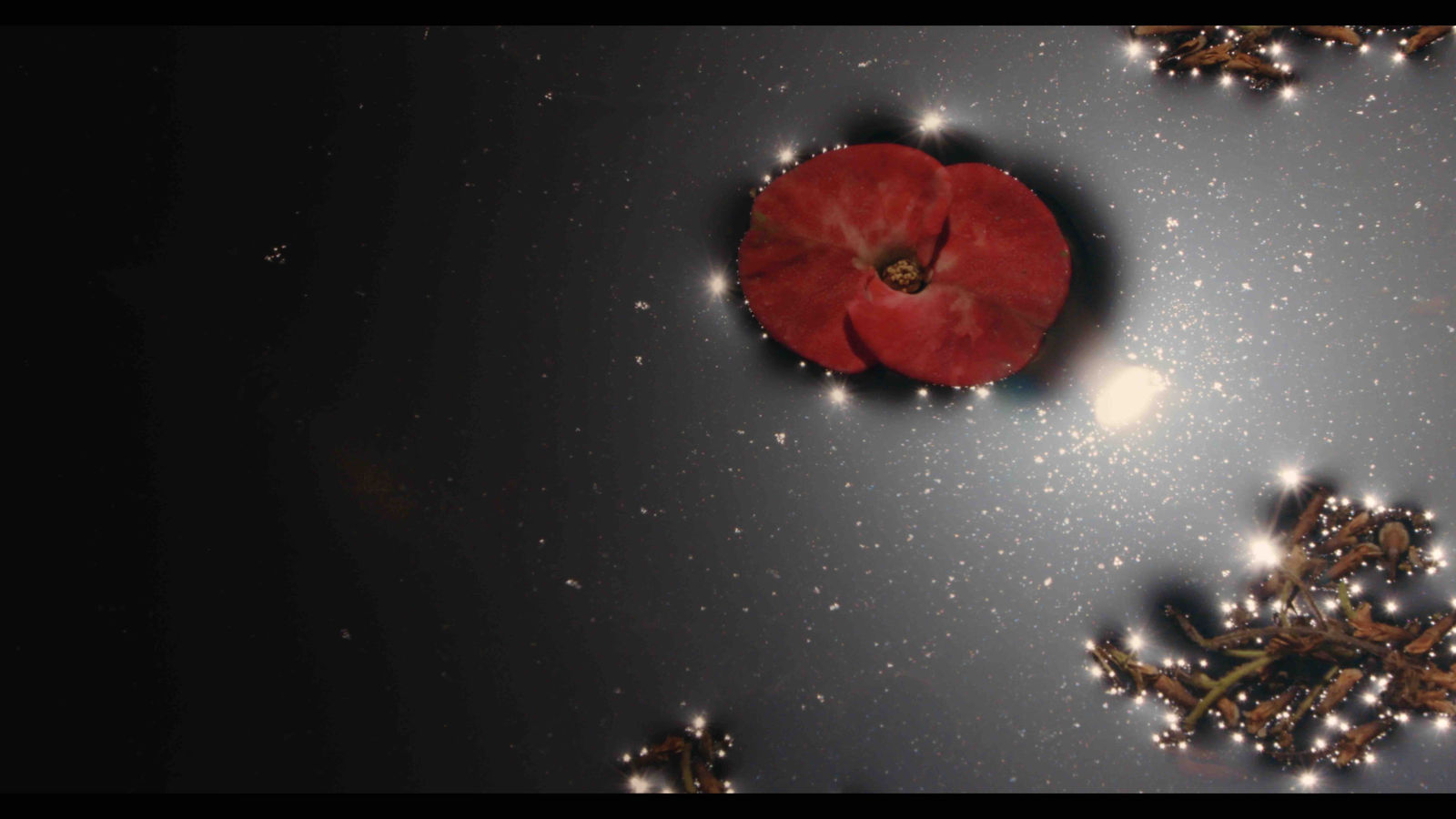 The Peacock's Graveyard