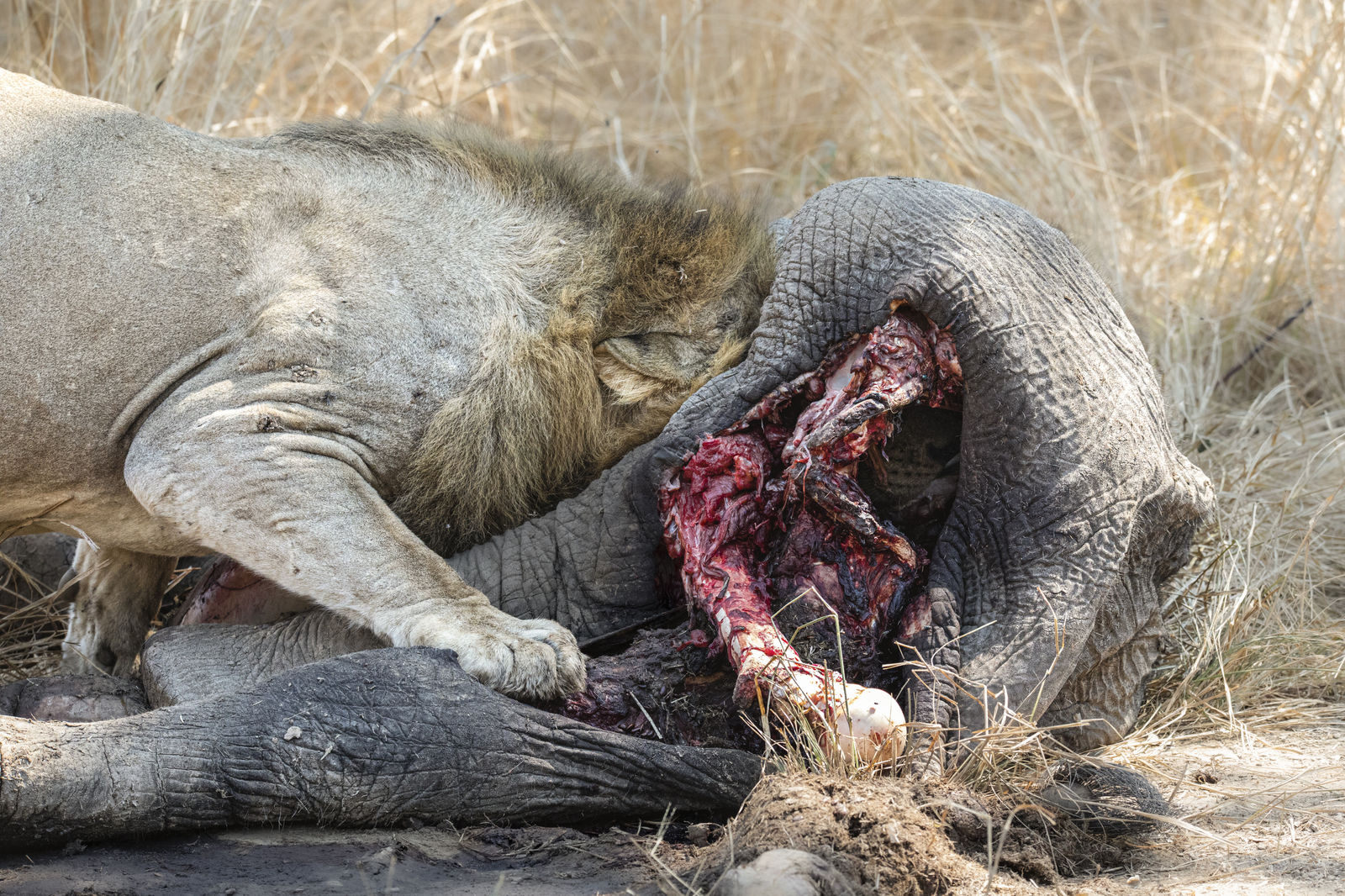 Michael Bonnici Kind, Getting Stuck In, 2022